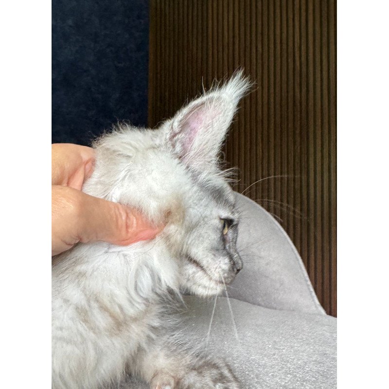 Maine Coon NOV Daja