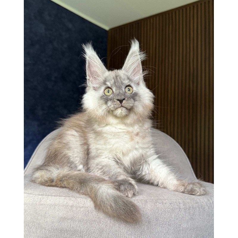 Maine Coon NOV Daja