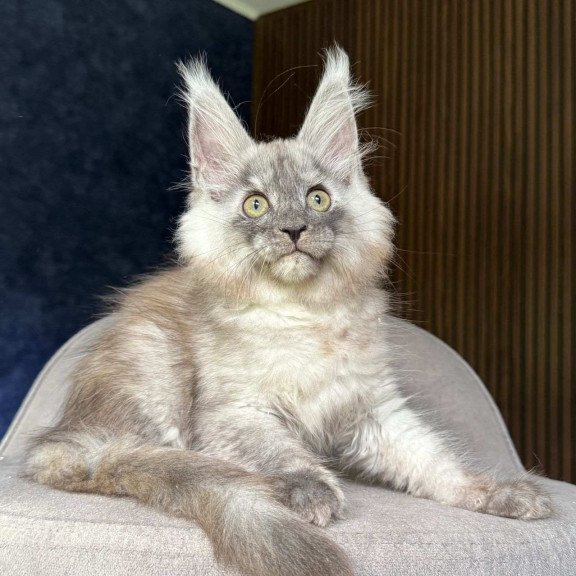 Maine Coon NOV Daja