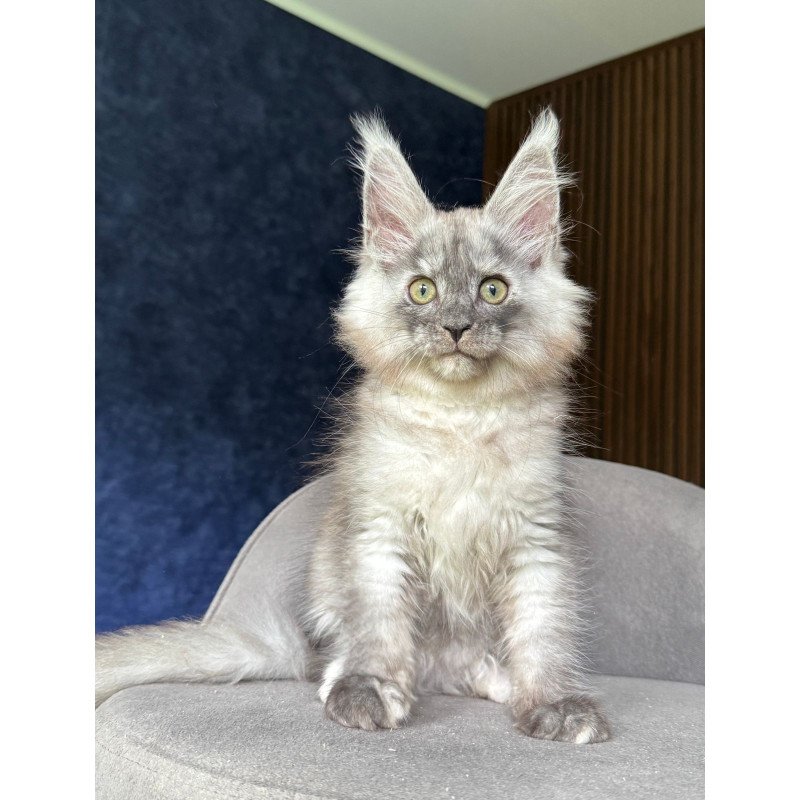 Maine Coon NOV Daja