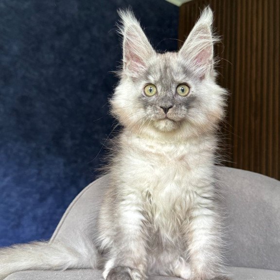 Maine Coon NOV Daja