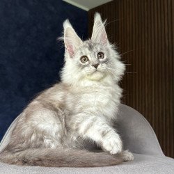Maine Coon NOV Darlli
