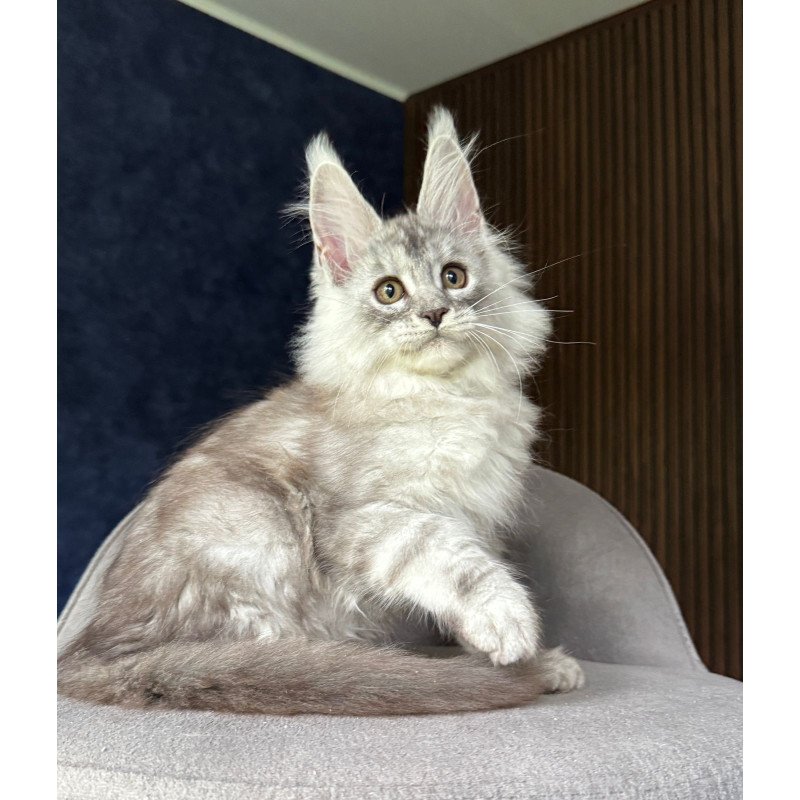Maine Coon NOV Darlli