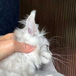 Maine Coon NOV Darlli