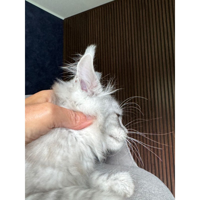 Maine Coon NOV Darlli