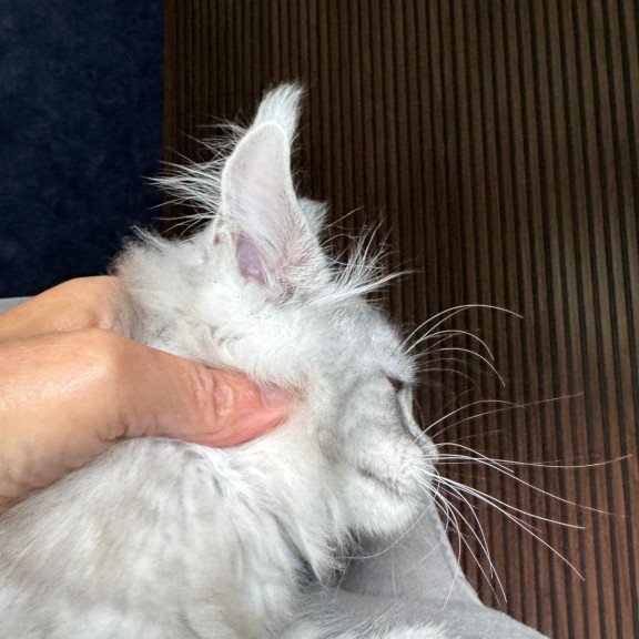 Maine Coon NOV Darlli