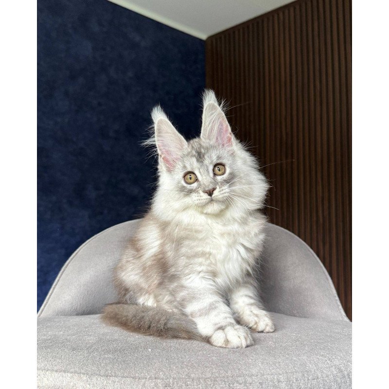 Maine Coon NOV Darlli