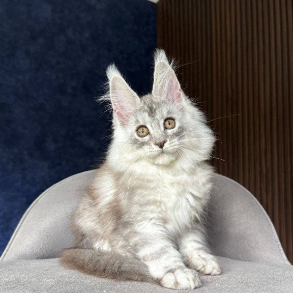 Maine Coon NOV Darlli