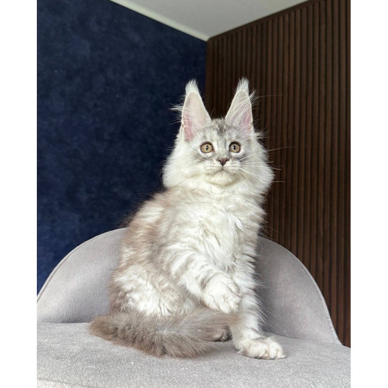 Maine Coon NOV Darlli