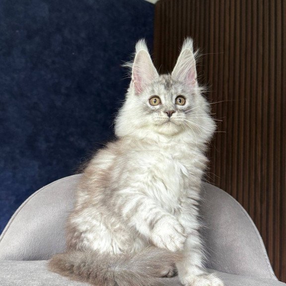 Maine Coon NOV Darlli