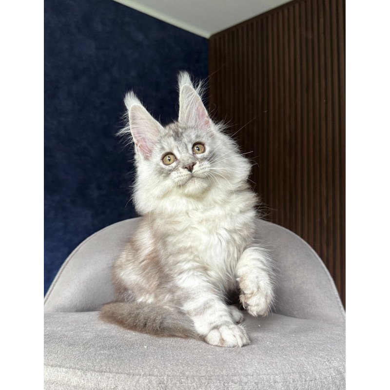 Maine Coon NOV Darlli