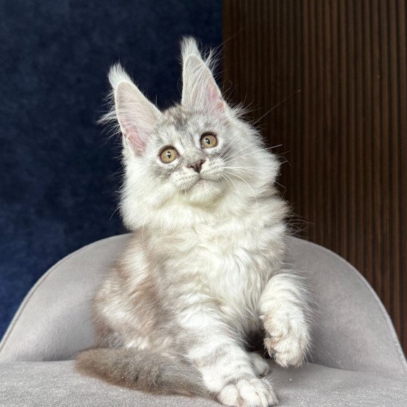 Maine Coon NOV Darlli