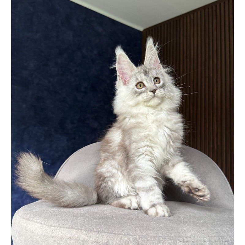 Maine Coon NOV Darlli