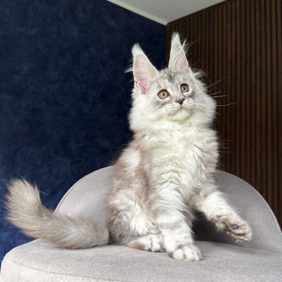 Maine Coon NOV Darlli
