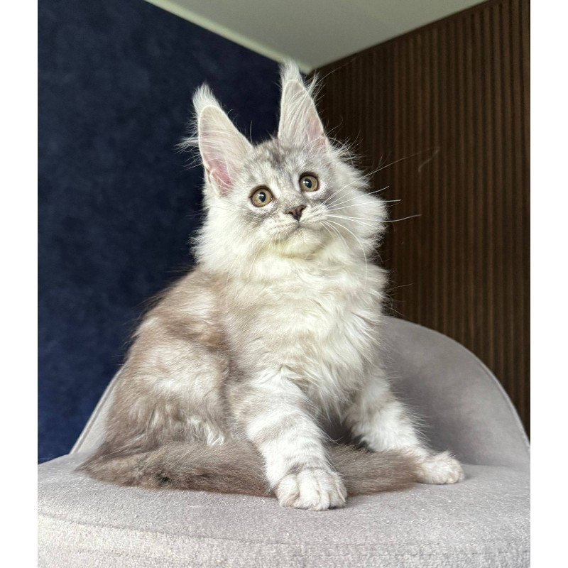 Maine Coon NOV Darlli
