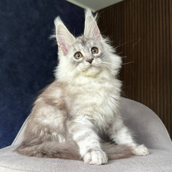 Maine Coon NOV Darlli
