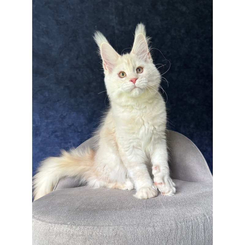 Maine Coon NOV Xipil