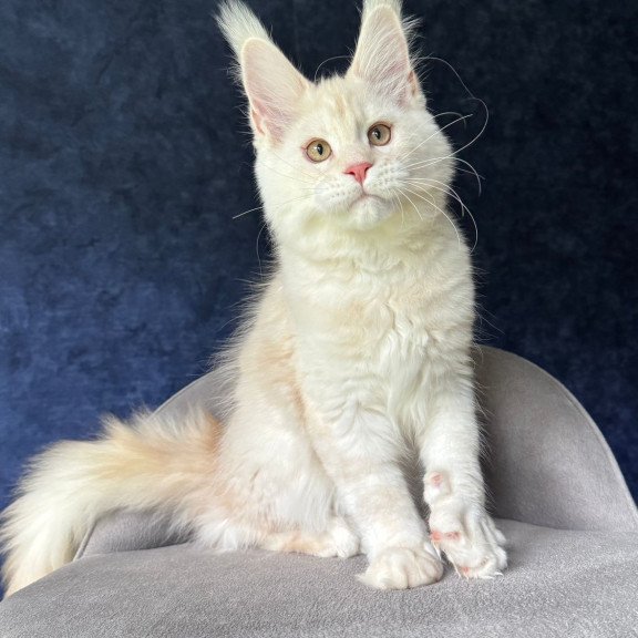 Maine Coon NOV Xipil