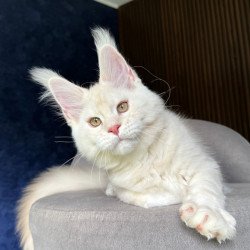 Maine Coon NOV Xipil
