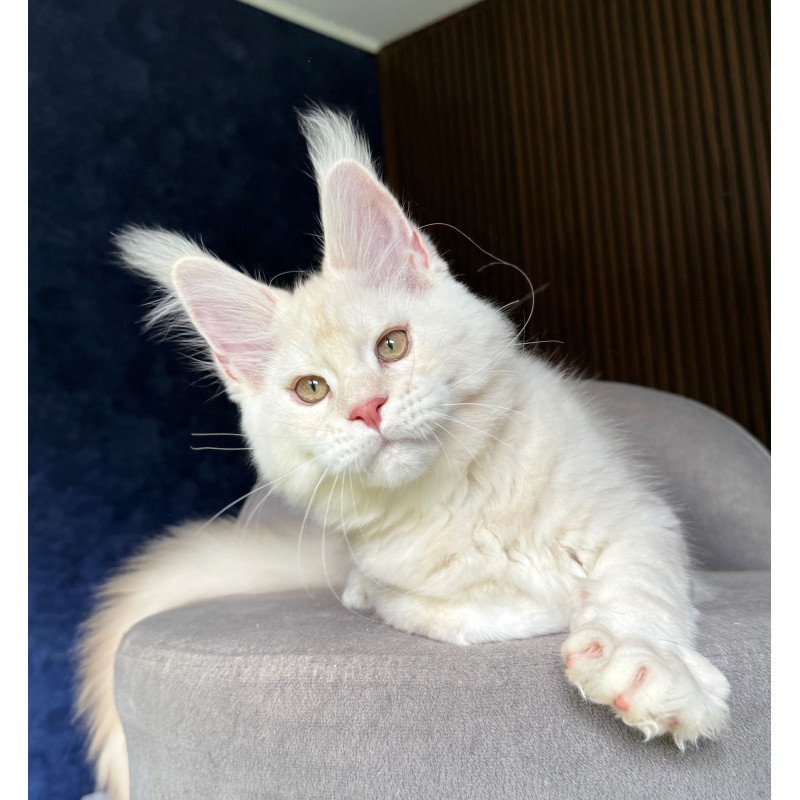 Maine Coon NOV Xipil