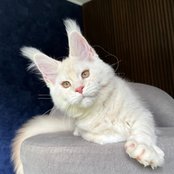 Maine Coon NOV Xipil