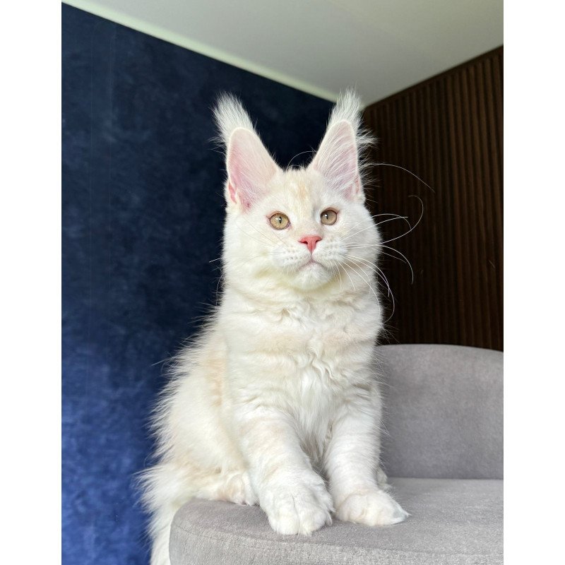 Maine Coon NOV Xipil