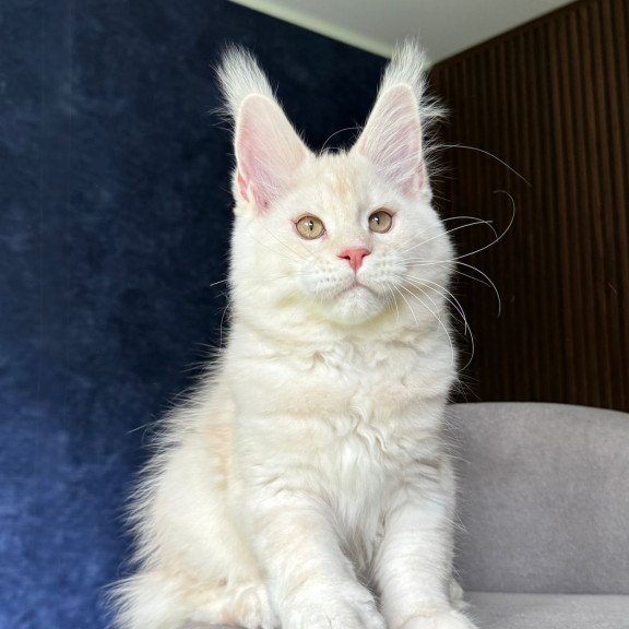 Maine Coon NOV Xipil