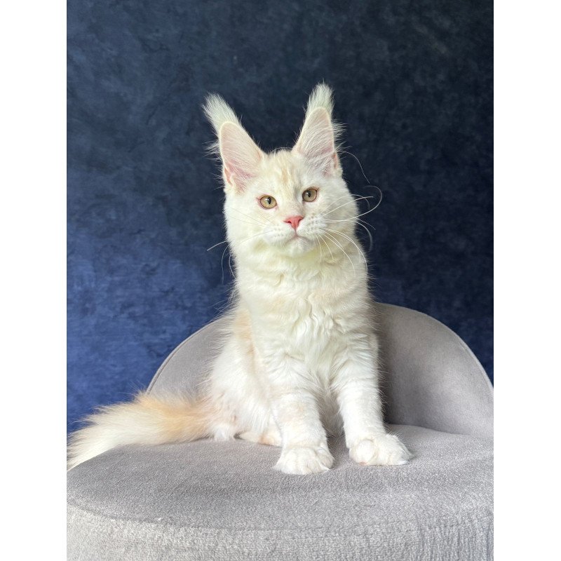 Maine Coon NOV Xipil