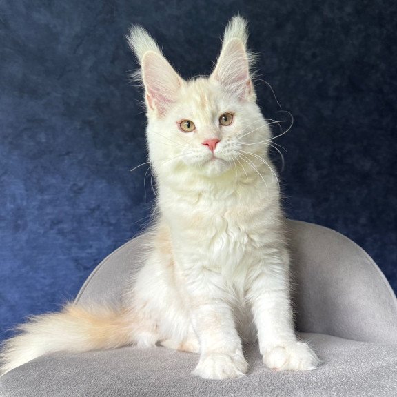 Maine Coon NOV Xipil