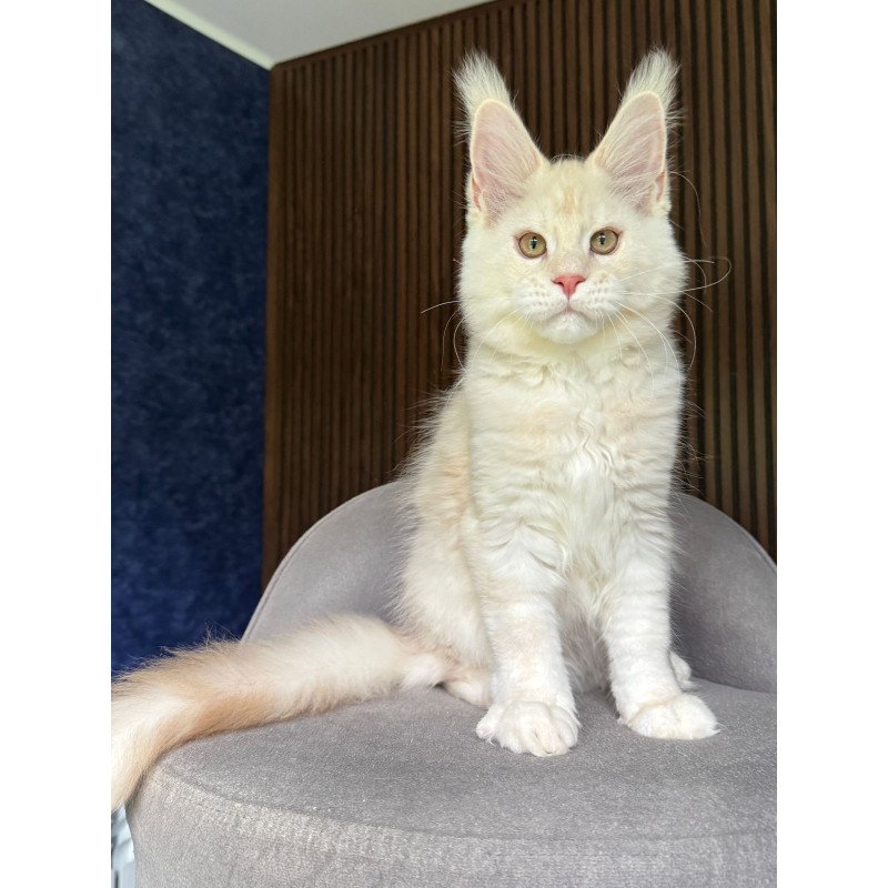 Maine Coon NOV Xipil