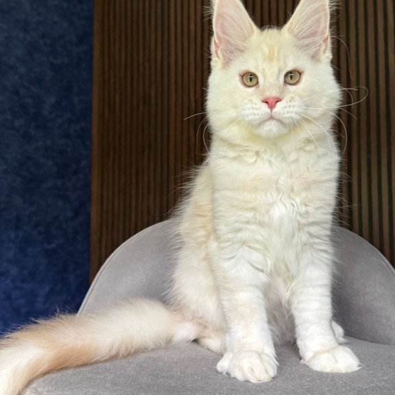Maine Coon NOV Xipil
