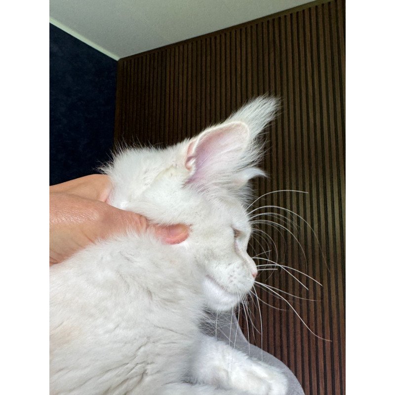 Maine Coon NOV Xipil