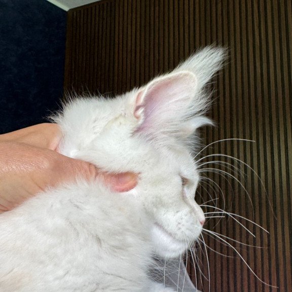 Maine Coon NOV Xipil