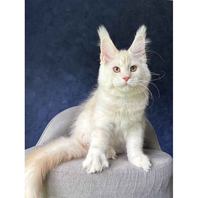Maine Coon NOV Xipil