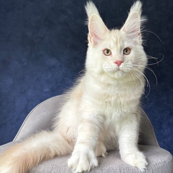 Maine Coon NOV Xipil