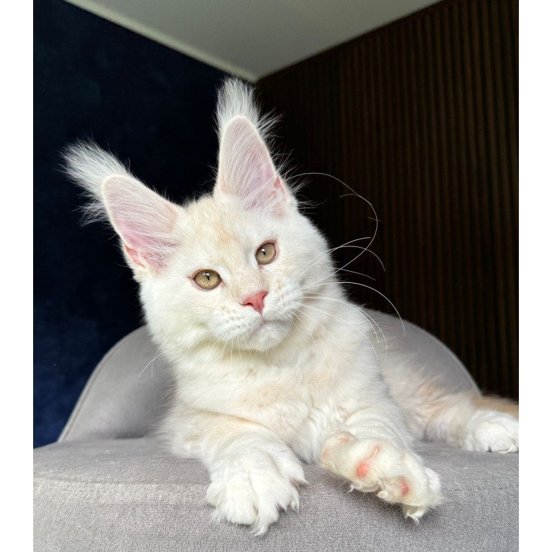 Maine Coon NOV Xipil