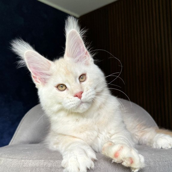 Maine Coon NOV Xipil