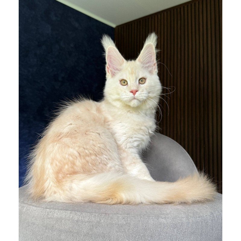 Maine Coon NOV Xipil