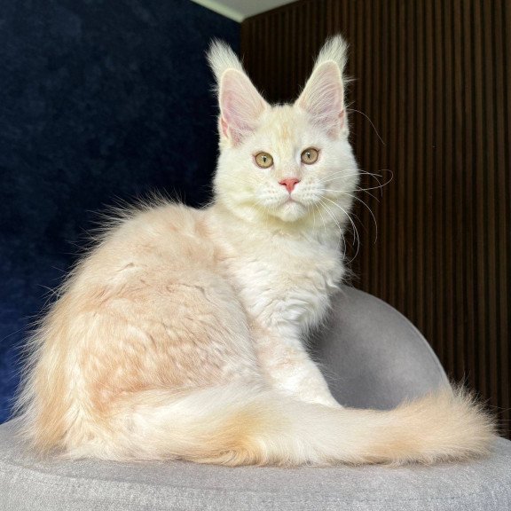 Maine Coon NOV Xipil