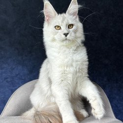 Maine Coon NOV Ussi