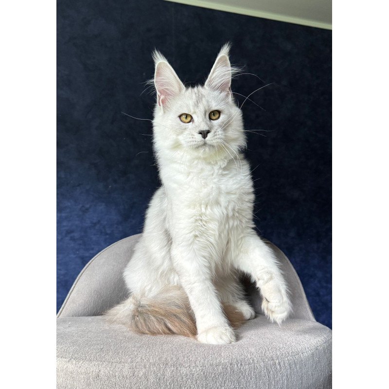 Maine Coon NOV Ussi