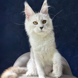 Maine Coon NOV Ussi