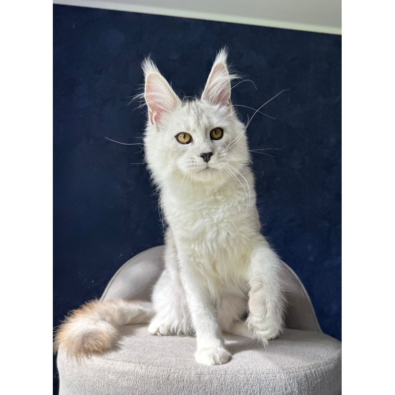 Maine Coon NOV Ussi