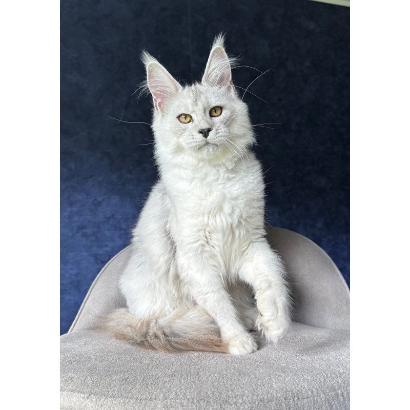Maine Coon NOV Ussi
