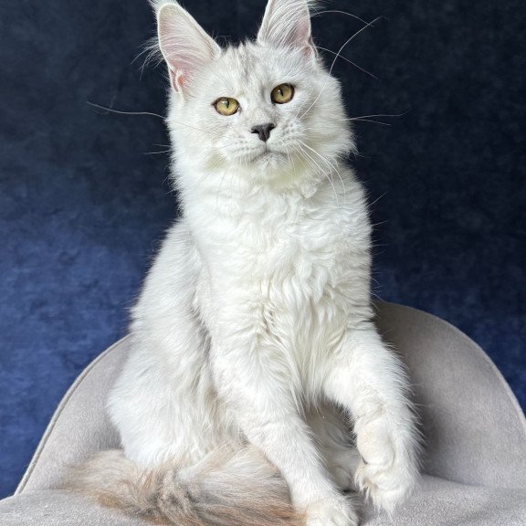 Maine Coon NOV Ussi