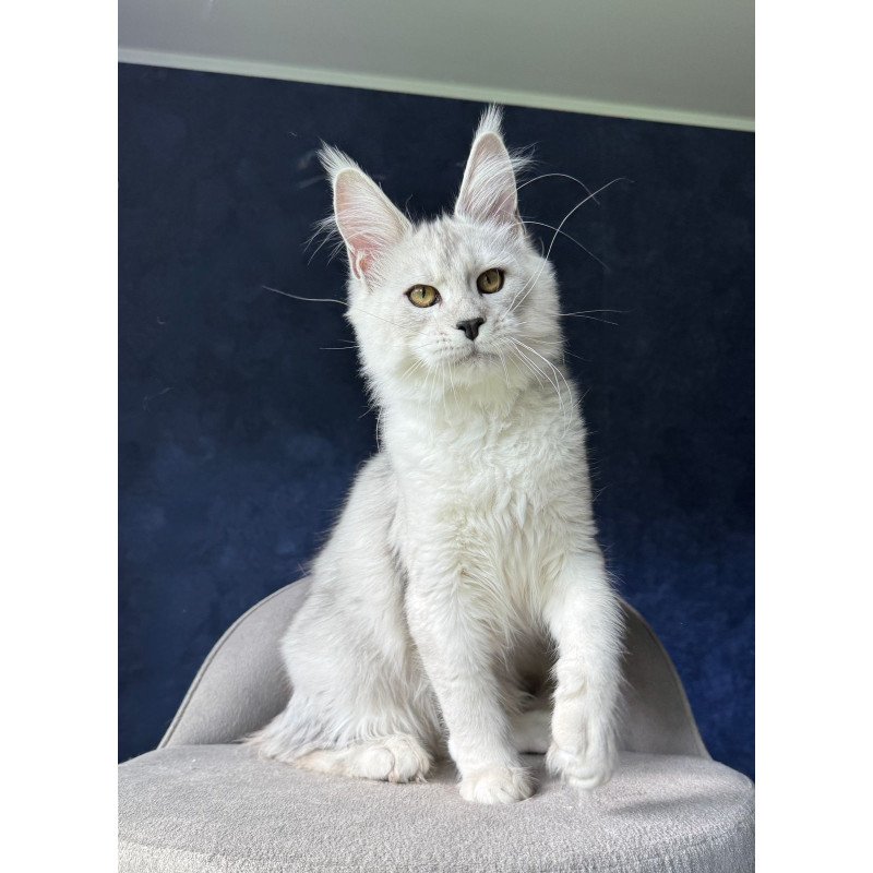Maine Coon NOV Ussi