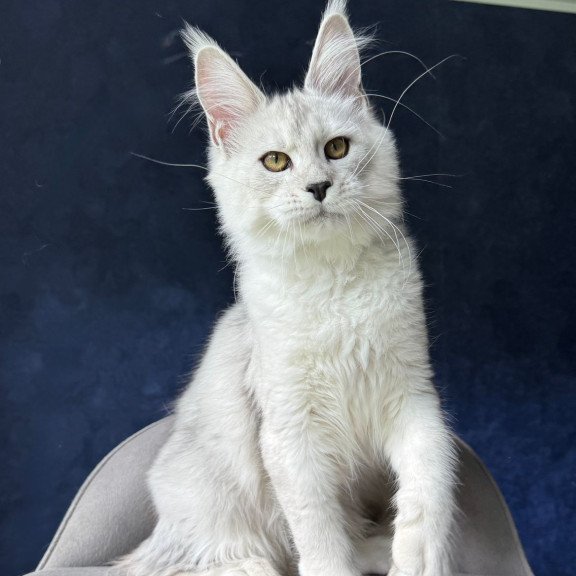 Maine Coon NOV Ussi
