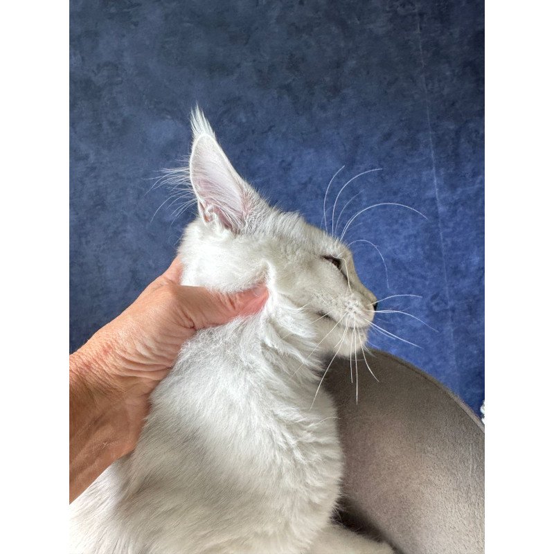 Maine Coon NOV Ussi
