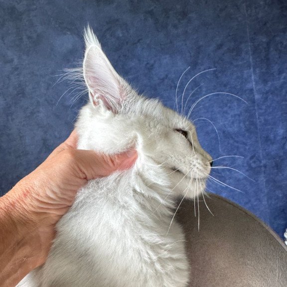 Maine Coon NOV Ussi