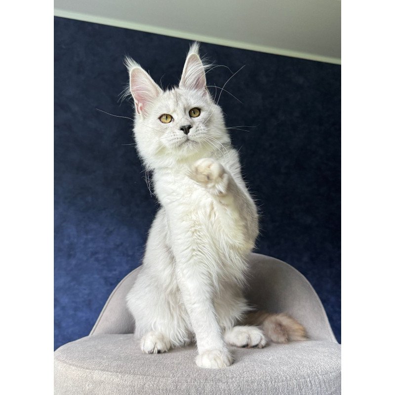 Maine Coon NOV Ussi